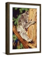 Koala Asleep in Tree-null-Framed Photographic Print