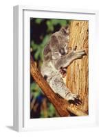 Koala Asleep in Tree-null-Framed Photographic Print