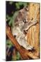 Koala Asleep in Tree-null-Mounted Photographic Print