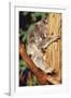 Koala Asleep in Tree-null-Framed Photographic Print