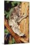 Koala Asleep in Tree-null-Mounted Photographic Print