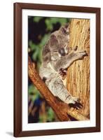 Koala Asleep in Tree-null-Framed Photographic Print