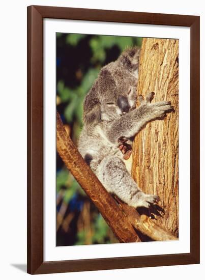 Koala Asleep in Tree-null-Framed Photographic Print