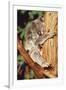 Koala Asleep in Tree-null-Framed Photographic Print