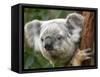 Koala, Australia-David Wall-Framed Stretched Canvas