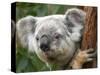 Koala, Australia-David Wall-Stretched Canvas