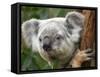 Koala, Australia-David Wall-Framed Stretched Canvas