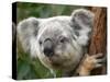 Koala, Australia-David Wall-Stretched Canvas