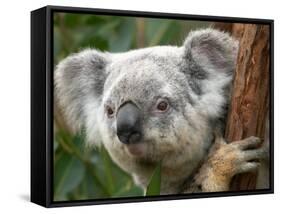 Koala, Australia-David Wall-Framed Stretched Canvas