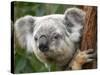 Koala, Australia-David Wall-Stretched Canvas