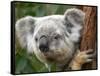 Koala, Australia-David Wall-Framed Stretched Canvas