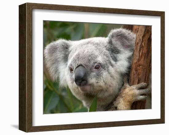 Koala, Australia-David Wall-Framed Premium Photographic Print