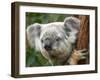 Koala, Australia-David Wall-Framed Premium Photographic Print