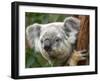 Koala, Australia-David Wall-Framed Premium Photographic Print