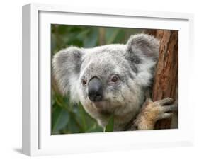 Koala, Australia-David Wall-Framed Premium Photographic Print