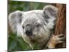 Koala, Australia-David Wall-Mounted Premium Photographic Print