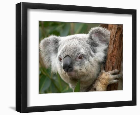 Koala, Australia-David Wall-Framed Photographic Print