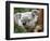 Koala, Australia-David Wall-Framed Photographic Print