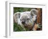 Koala, Australia-David Wall-Framed Photographic Print