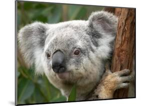 Koala, Australia-David Wall-Mounted Photographic Print