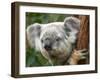 Koala, Australia-David Wall-Framed Photographic Print