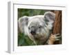 Koala, Australia-David Wall-Framed Photographic Print