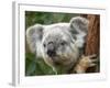 Koala, Australia-David Wall-Framed Photographic Print