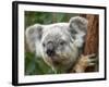 Koala, Australia-David Wall-Framed Photographic Print