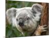 Koala, Australia-David Wall-Mounted Photographic Print