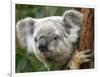 Koala, Australia-David Wall-Framed Photographic Print