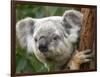 Koala, Australia-David Wall-Framed Photographic Print