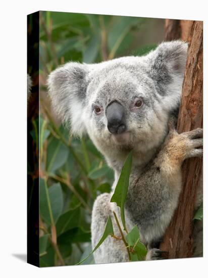 Koala, Australia-David Wall-Stretched Canvas
