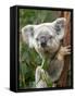 Koala, Australia-David Wall-Framed Stretched Canvas