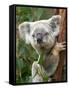 Koala, Australia-David Wall-Framed Stretched Canvas