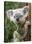 Koala, Australia-David Wall-Stretched Canvas