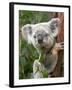 Koala, Australia-David Wall-Framed Premium Photographic Print