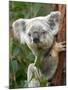 Koala, Australia-David Wall-Mounted Premium Photographic Print