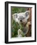 Koala, Australia-David Wall-Framed Photographic Print