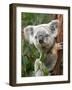 Koala, Australia-David Wall-Framed Photographic Print