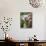 Koala, Australia-David Wall-Photographic Print displayed on a wall