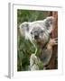 Koala, Australia-David Wall-Framed Photographic Print