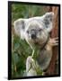 Koala, Australia-David Wall-Framed Photographic Print