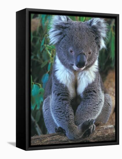 Koala, Australia-John & Lisa Merrill-Framed Stretched Canvas