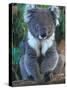 Koala, Australia-John & Lisa Merrill-Stretched Canvas