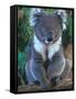 Koala, Australia-John & Lisa Merrill-Framed Stretched Canvas