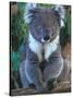 Koala, Australia-John & Lisa Merrill-Stretched Canvas