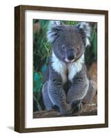 Koala, Australia-John & Lisa Merrill-Framed Photographic Print