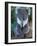 Koala, Australia-John & Lisa Merrill-Framed Photographic Print