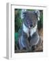 Koala, Australia-John & Lisa Merrill-Framed Photographic Print