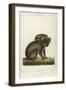 Koala Bear Carrying Its Young-Lecerf-Framed Art Print